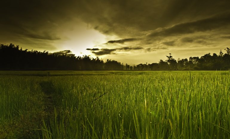 Fields